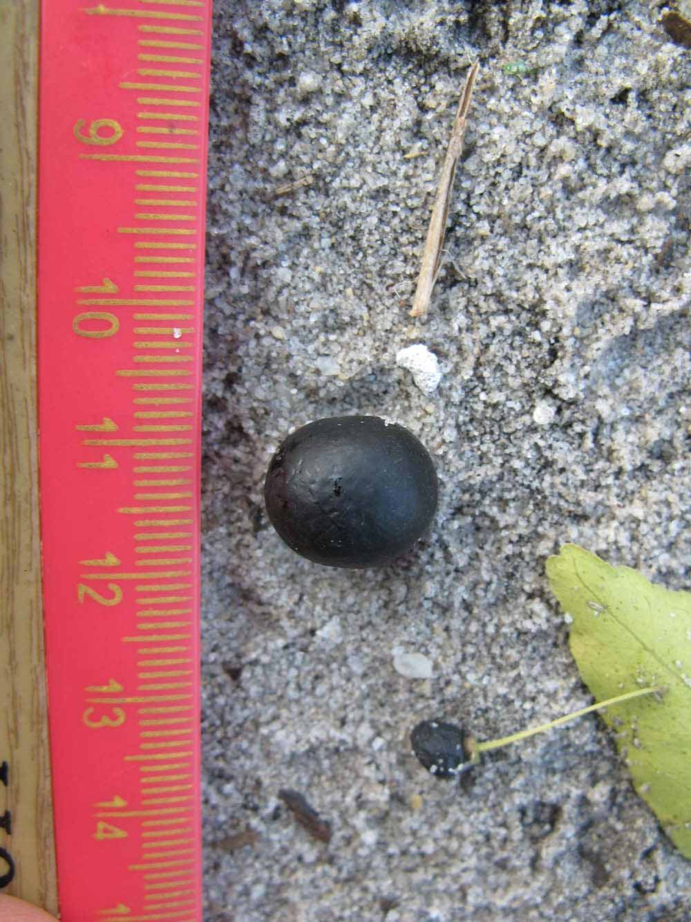              Fruit (Winter Haven, FL)       